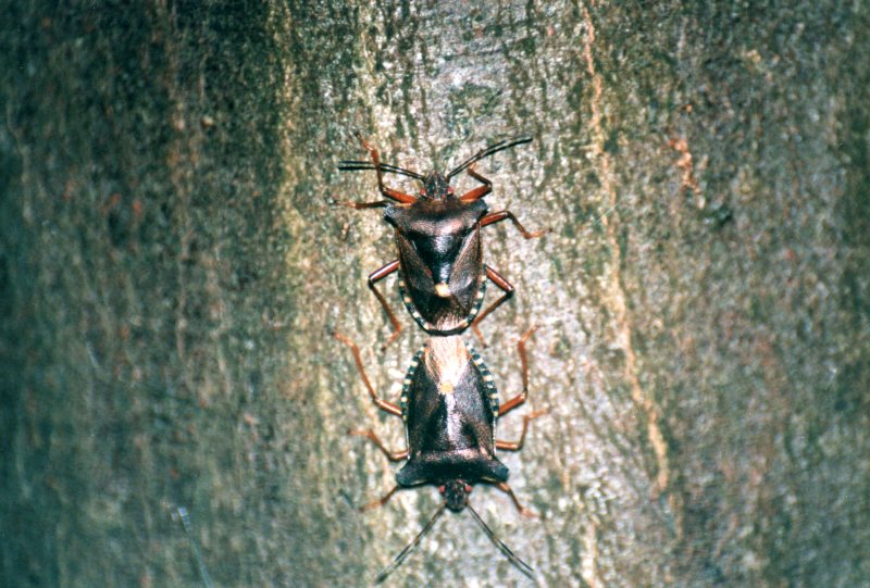 Pentatomidae: Pentatoma rufipes del parco del Ticino